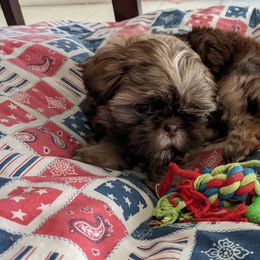 Shih Tzu Puppies from Meihem Pups