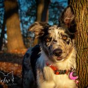 Border Collie, Golden Retriever, and Sporty Mix Puppies from Turbo Border Collies & Coltrievers