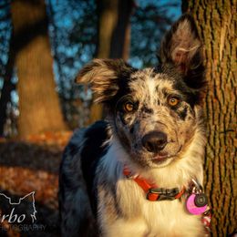 Border Collie, Golden Retriever, and Sporty Mix Puppies from Turbo Border Collies & Coltrievers