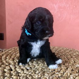 Portuguese Water Dog All Grown Up from Magellan Portuguese Water Dog