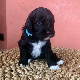 Portuguese Water Dog All Grown Up from Magellan Portuguese Water Dog
