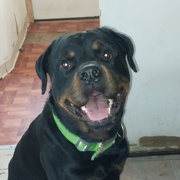Vlad - Rottweiler