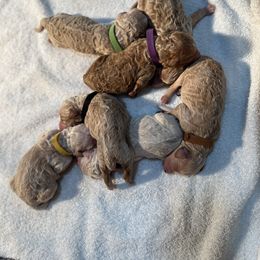 Goldendoodle Puppies from Dream Doodles