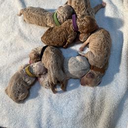 Goldendoodle Puppies from Dream Doodles
