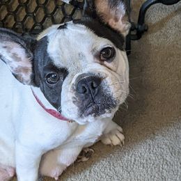 French Bulldogs from Suellen's Frenchie Source