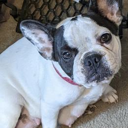 French Bulldogs from Suellen's Frenchie Source