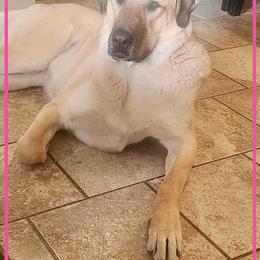 Anatolian Shepherd Dog All Grown Up from Fyne Acres