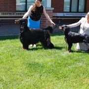 Cade - Gordon Setter