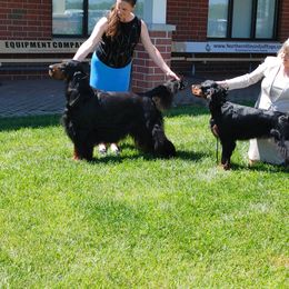 Cade - Gordon Setter