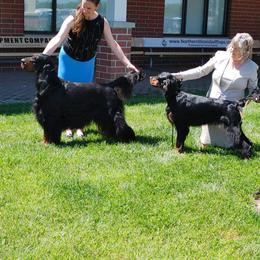 Cade - Gordon Setter