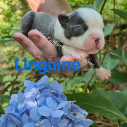 Linguine - Blue male Boston Terrier puppy in Griffin, Georgia from Celtic Performance Bostons
