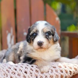 Cupcake - Merle female Bernedoodle puppy in Spokane, Washington from Lilac City Doodles