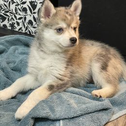 Pomsky Puppies from Pomskies 4 Dayz