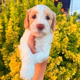 Faith (Hill) - Caramel cream female Australian Labradoodle puppy in Millville, California from Hope Lane Kennels