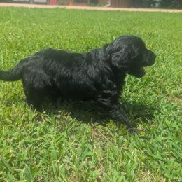 Luna - Black female Goldendoodle puppy in Centerville, Tennessee from Cecily's Goldendoodles of TN