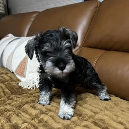 Miniature Schnauzer puppies from Cedar Ridge Ranch Mini Schnauzers