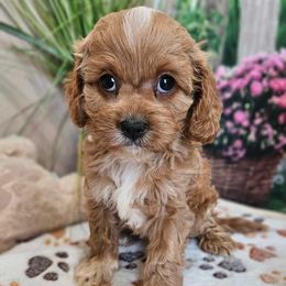 Kimmy - Apricot female Cavapoo puppy in Lebanon, Missouri from Danielle’s Doodles