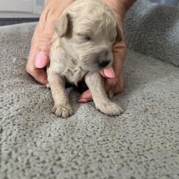 Girl 4 - Cream female Poodle puppy in St Augustine, Florida from St Augustine Poodles