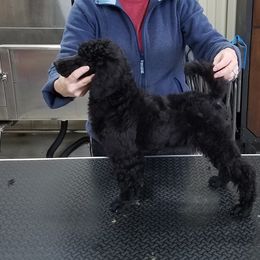 Poodle Puppies from Parkview Poodles