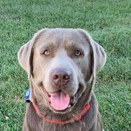 Dilute Retriever All Grown Up from Hickory Hills Silver Labs