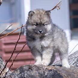 Pomsky Puppies from New World Pomskies