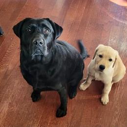 Jack Russell Terrier and Labrador Retriever Puppies from Canine Assist