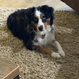 Little B - Miniature Australian Shepherd