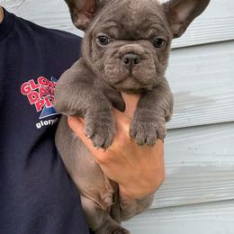 Tequila - Blue male French Bulldog puppy in Topeka, Kansas from Midwest Monster Made Bulldogs