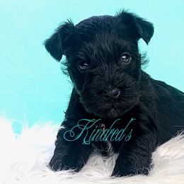 Miniature Schnauzer Puppies from Kindred’s Classic Miniature Schnauzers