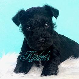Miniature Schnauzer Puppies from Kindred’s Classic Miniature Schnauzers