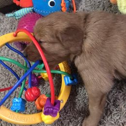 Golden Retriever Puppies from Mueller’s Furry Farm