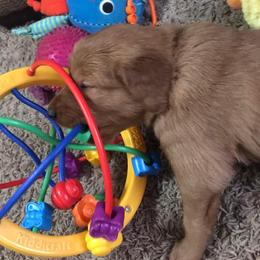 Golden Retriever Puppies from Mueller’s Furry Farm