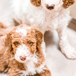 Bernedoodle, Goldendoodle, and Poodle Puppies from Doaks Creek Doodles
