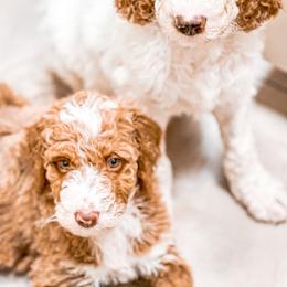 Bernedoodle, Goldendoodle, and Poodle Puppies from Doaks Creek Doodles
