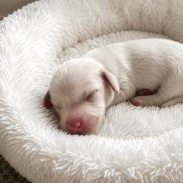 Bodie - Piebald male Dachshund puppy in Lakeland, Florida from Queens of the South
