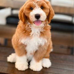 Cooper - Red male Bernedoodle puppy in Tucson, Arizona from Sun Valley Goldendoodles