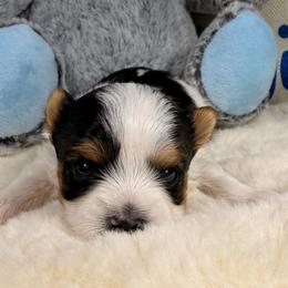 Michael - Black tan and white male Biewer Terrier puppy in Stockbridge, Georgia from Jenn’s Georgia Morkies and Biewer Terriers