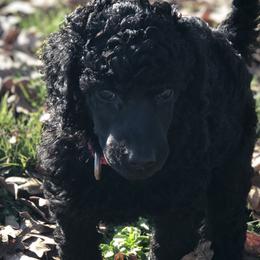 Poodle Puppies from Oakridge Standard Poodle