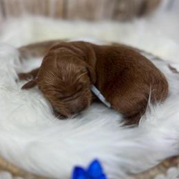 Blue Male - Apricot male Goldendoodle puppy in Great Falls, Montana from Montana Goldendoodles