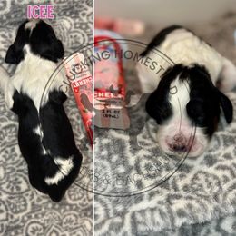 Icee - Black white and tan female English Springer Spaniel puppy in Fond Du Lac, Wisconsin from Clucking Homestead Springers & Dachshunds