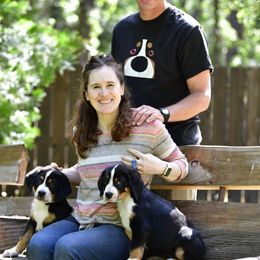 Greater Swiss Mountain Dogs from RODEO