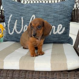 Georgie Take Me Home - Sable male Dachshund puppy in Mansfield, Ohio from Ohio House of Frenchies and Mini Dachshunds