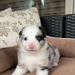 Glacier - Blue merle male Miniature Australian Shepherd puppy in Queen Creek, Arizona from Arizona Aussies