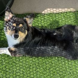 American Corgi and Pembroke Welsh Corgi Puppies from Beebe’s Corgis | Seven B Corgi Co