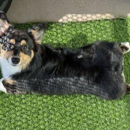 American Corgi and Pembroke Welsh Corgi Puppies from Beebe’s Corgis | Seven B Corgi Co