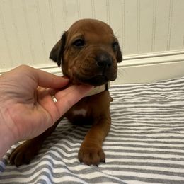 Honey - Rd whtn blk nose female Rhodesian Ridgeback puppy in Montgomery, Texas from Timber Ridge Kennels