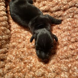 Dachshund Puppies from Miniature Alphas Dachshunds