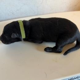 Ralph - green collar - Black male German Shepherd puppy in Winterport, Maine from Vom Stevens Old Fashioned German Shepherds