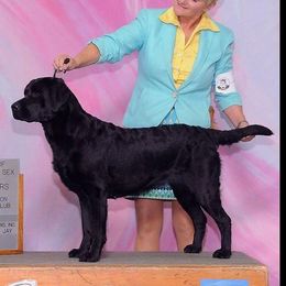 Labrador Retriever adult dog