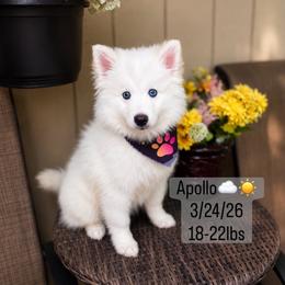 Apollo - White male Pomsky puppy in Lincoln, Nebraska from Blue Heaven Pomsky